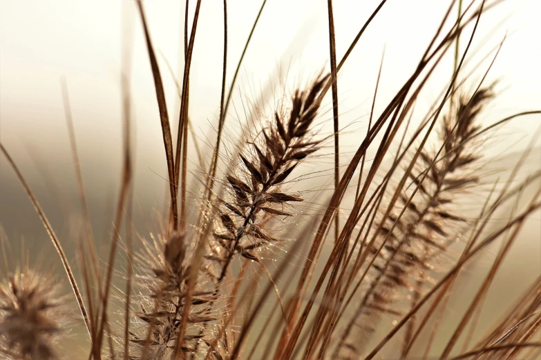 a close up of a bunch of tall grass, by Adam Chmielowski, warm colors--seed 1242253951, brown mist, serene field setting, grain”