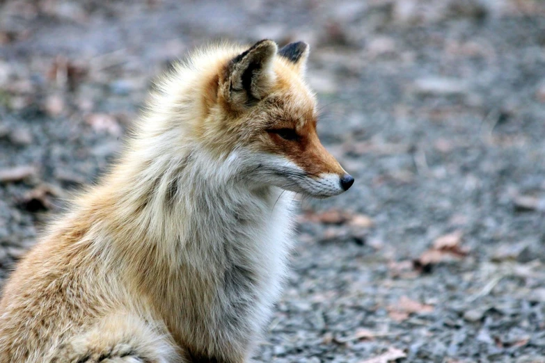 a fox that is sitting down in the dirt, by Lorraine Fox, pixabay, fine art, long wavy fur, profile close-up view, the fox-like evolution pokemon, waiting patiently