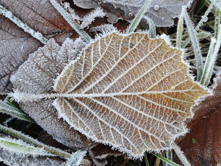 a close up of a leaf covered in frost, pixabay, land art, close - ups, close-ups, phone photo, leaves twigs wood