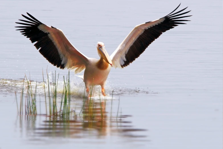 a pelican spreads its wings in the water, by Jan Rustem, hurufiyya, 2 0 1 0 photo, no cropping, in an african river, fitness