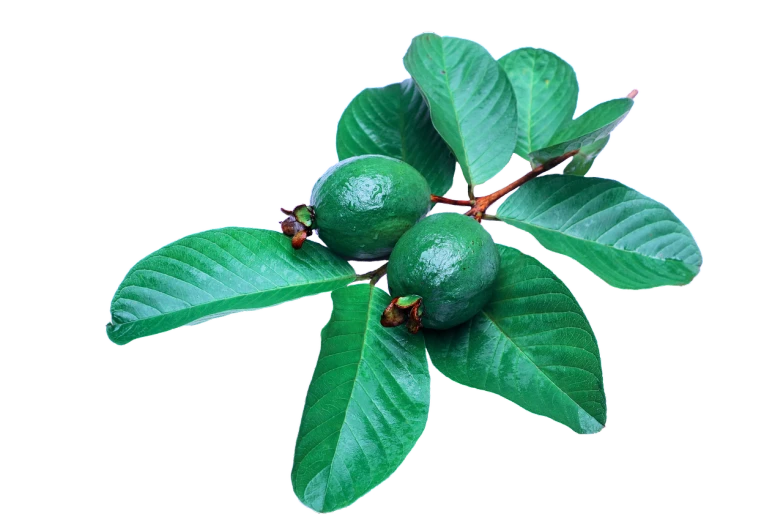 a bunch of green fruit sitting on top of a green leaf, by Robert Brackman, hurufiyya, photo render, with a black background, nuttavut baiphowongse, ham