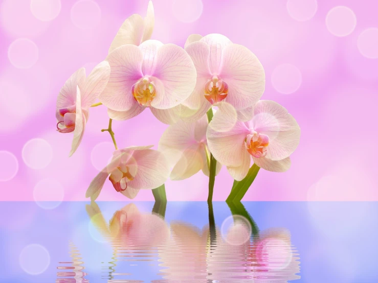 a group of flowers sitting on top of a body of water, by Béla Kondor, trending on pixabay, orchid made of mother of pearl, light pink background, happy birthday, reflecting light