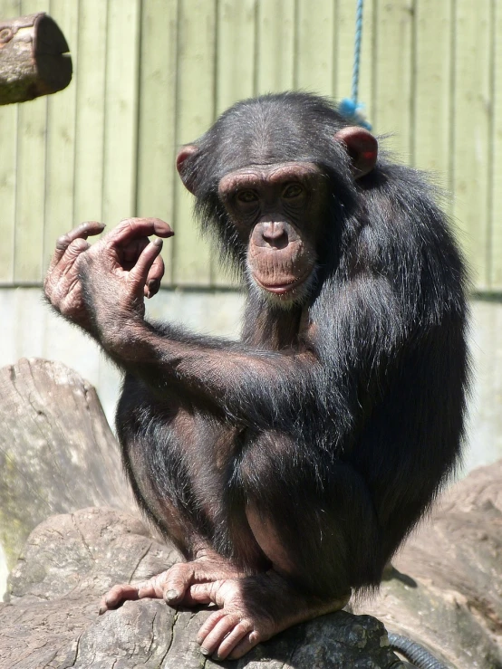 a close up of a monkey sitting on a log, a portrait, pixabay, giving the middle finger, chimpanzee, right hand side profile, tiffany