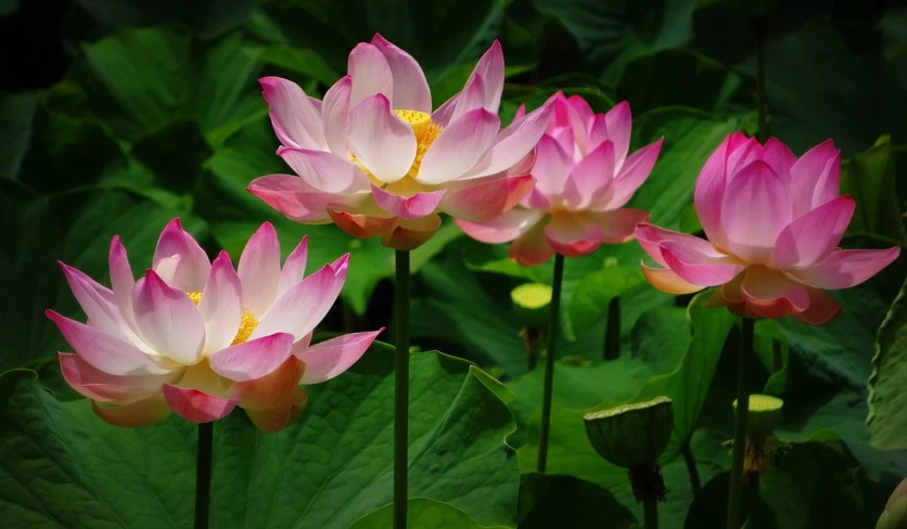 a group of pink flowers sitting on top of a lush green field, standing gracefully upon a lotus, 千 葉 雄 大, wikimedia commons, pink and yellow