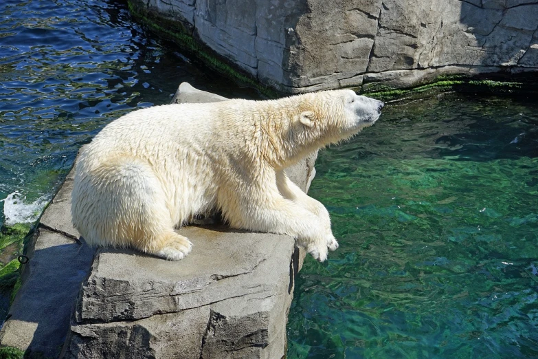 a polar bear sitting on a rock next to a body of water, a photo, pixabay, taken in zoo, hot and sunny, climber, doing a hot majestic pose