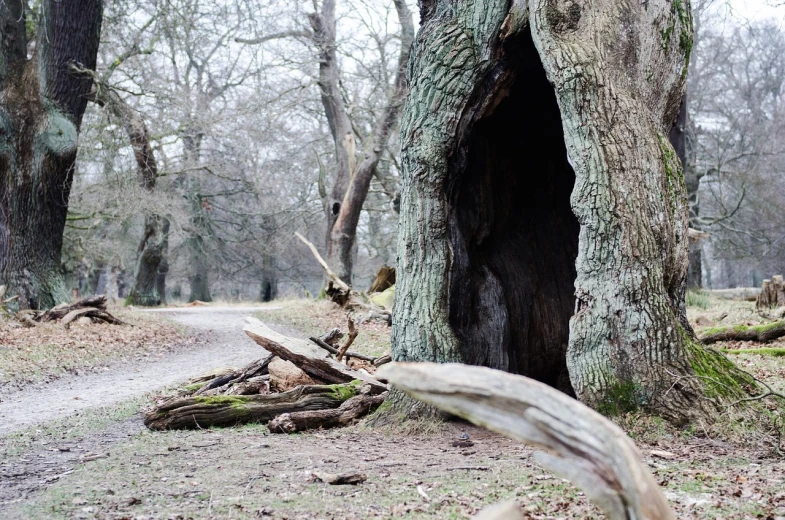 a tree trunk sitting in the middle of a forest, by Caro Niederer, land art, the tunnel into winter, oak, a horned, hey
