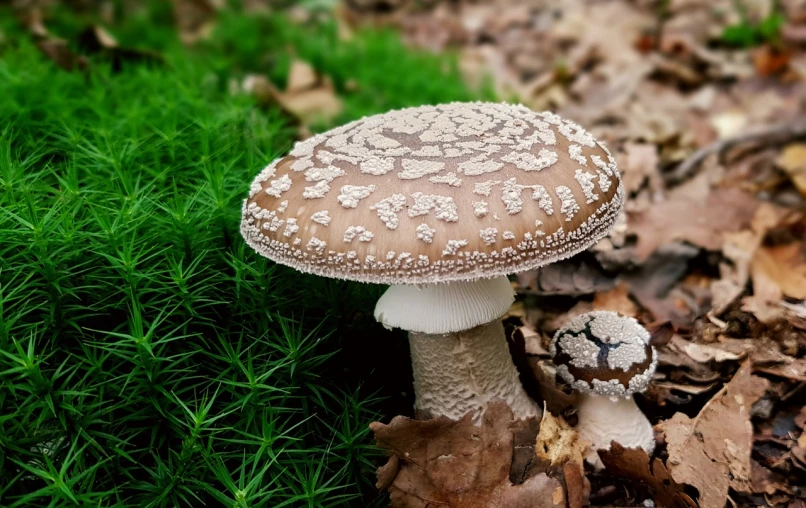 a mushroom sitting on top of a pile of leaves, a macro photograph, by Caroline Mytinger, pixabay, renaissance, beautiful animal pearl queen, fine lace, embroidered velvet, mendelbrot fractal