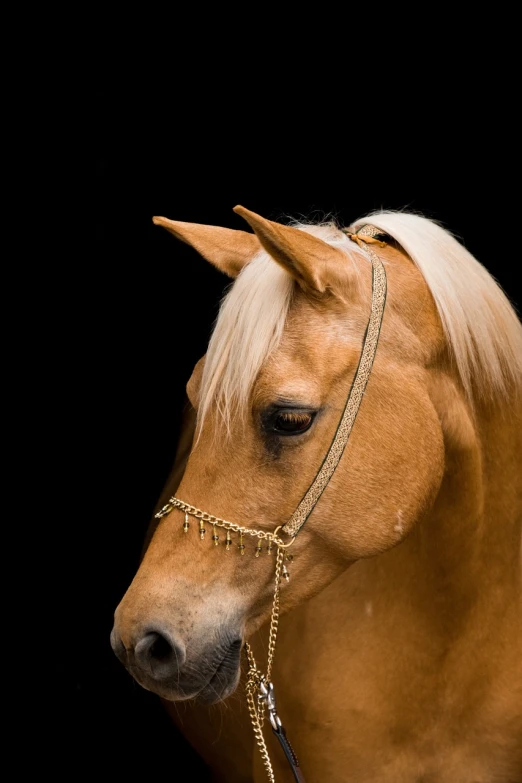 a close up of a horse wearing a bridle, by Alison Geissler, natural blonde gold like hair, on black background, [ realistic photography ], photo realistic”