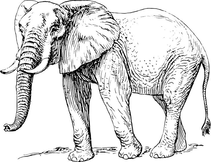 a black and white drawing of an elephant, an illustration of, by Hans von Bartels, trending on pixabay, hurufiyya, highly detailed creature, side view of a gaunt, an old, a brightly colored