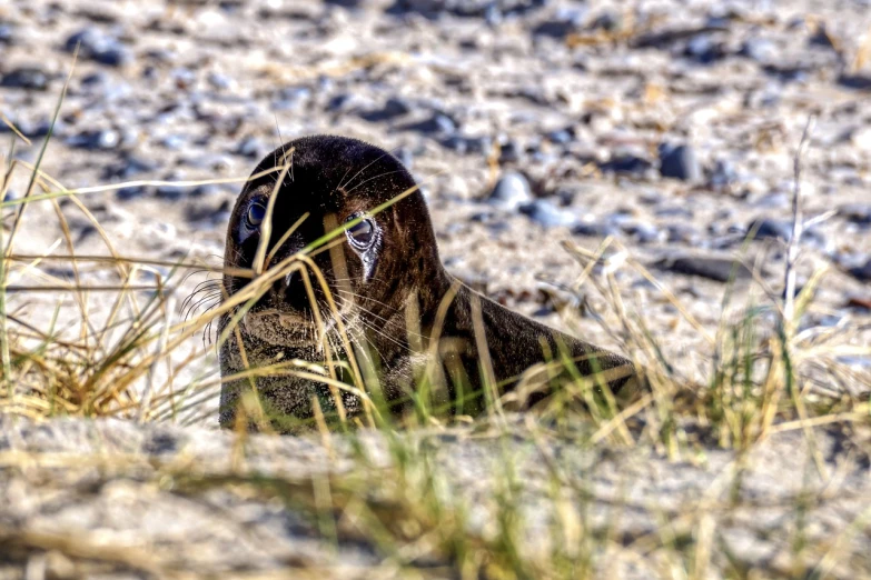 a seal sitting on top of a sandy beach, a portrait, by Dietmar Damerau, pixabay, fine art, hiding in grass, portrait n - 9, australian, very sharp and detailed image