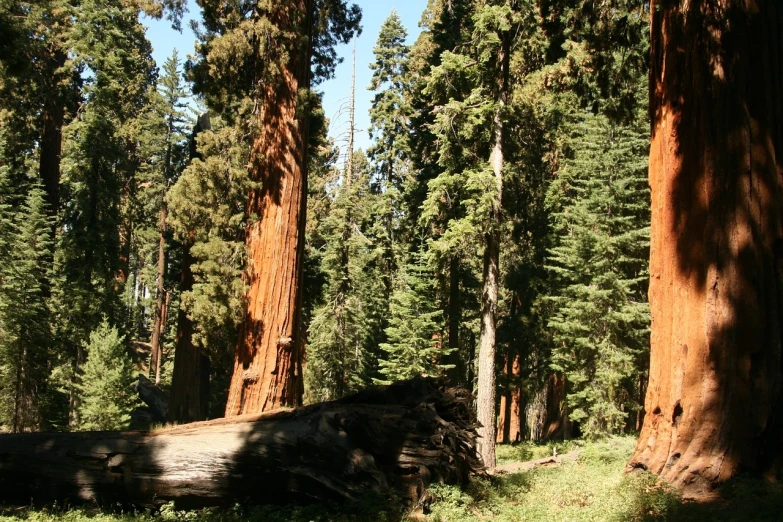 a forest filled with lots of tall trees, a picture, flickr, giant sequoia, meadows, bark, red trees