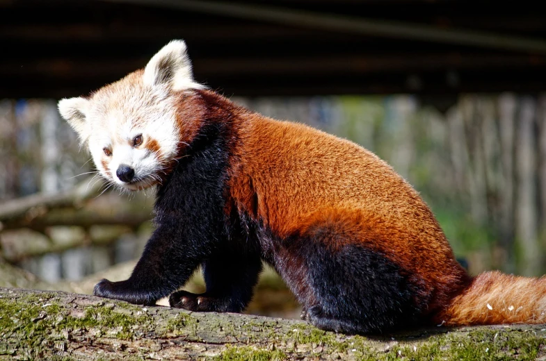 a red panda sitting on top of a tree branch, by Dietmar Damerau, pixabay, ferret warrior, an old lady with red skin, ( side ) profile, in red and black