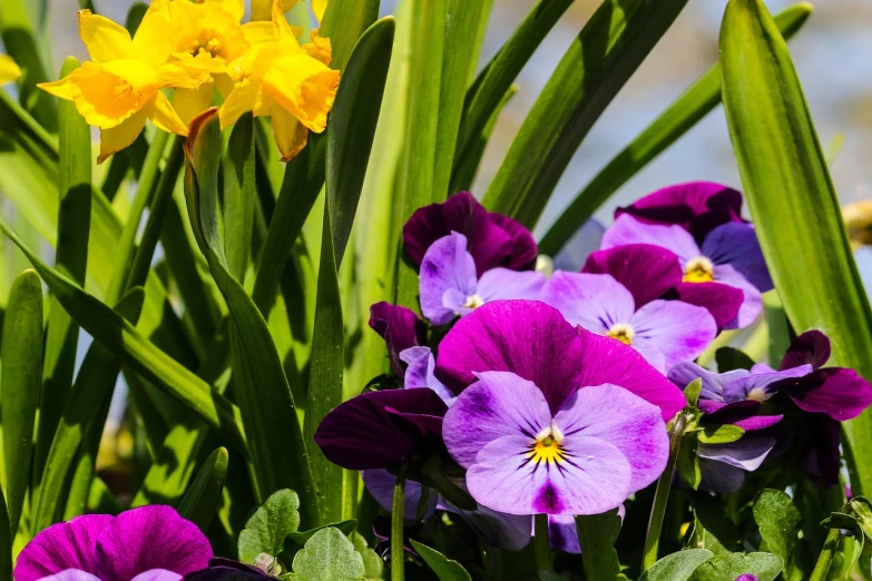 a group of purple and yellow flowers sitting next to each other, spring vibrancy, header, confident looking, gardening