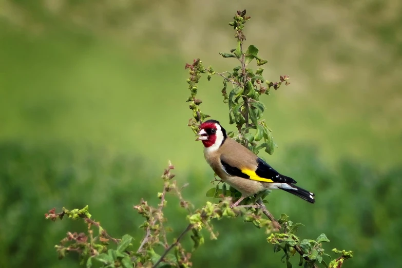 a bird sitting on top of a tree branch, by Robert Brackman, pixabay, pollen, black and yellow and red scheme, yorkshire, food