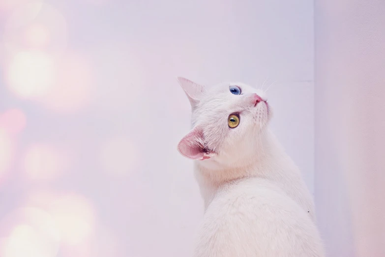 a white cat sitting on top of a table, a pastel, unsplash, sparkly cat eyes, seen from below, highkey, looking off into the distance