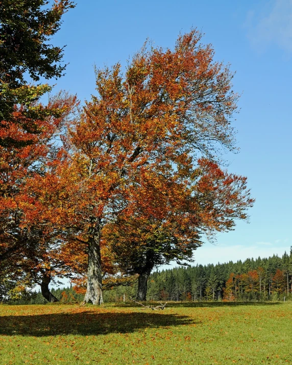 a couple of trees sitting on top of a lush green field, a picture, by Juergen von Huendeberg, pixabay, maple trees with fall foliage, bark, nothofagus, istock