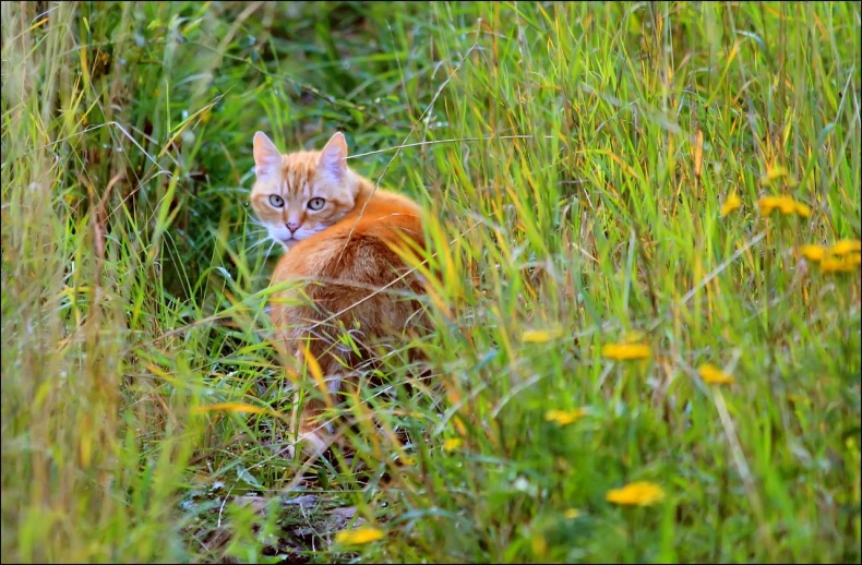 a cat that is sitting in the grass, a portrait, by Istvan Banyai, flickr, hiding, one is a redhead, hunting, 2006 photograph