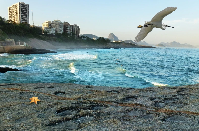 a bird flying over a body of water, a matte painting, by Felipe Seade, pixabay contest winner, rio de janeiro, rocky beach, neighborhood, springtime morning
