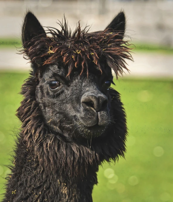 a black llama standing on top of a lush green field, a portrait, by Bernie D’Andrea, face-on head shot, ap photo, with a brown fringe, curls on top of his head