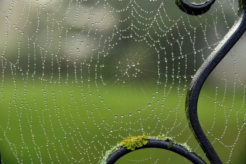 a close up of a spider web with water droplets on it, a macro photograph, by Matt Stewart, pixabay, strings of pearls, getty images, stacked image, highly detailed image