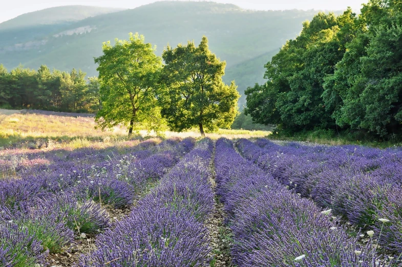 a field of lavender with trees in the background, by Juergen von Huendeberg, conde nast traveler photo, sergey krasovskiy, lush scenic landscape, laurent durieux