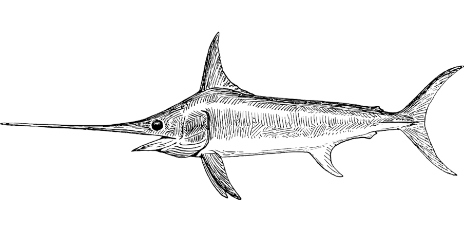 a black and white drawing of a marlin fish, an illustration of, pixabay, hurufiyya, video still, very detailed”, family photo, james collinson