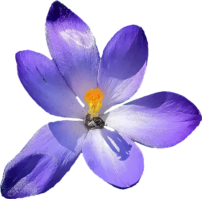 a close up of a purple flower on a black background, a photo, flickr, ultramarine blue and gold, beautiful flower, spring flowers, drawn with photoshop