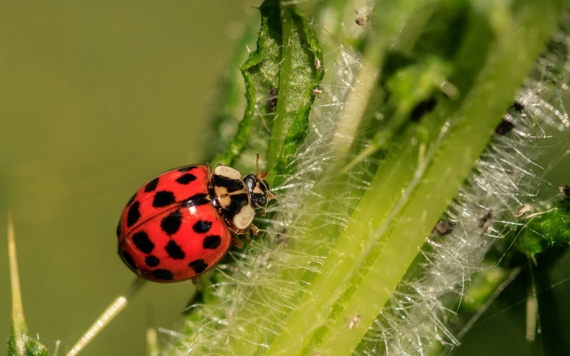 a ladybug sitting on top of a green plant, a macro photograph, by Dietmar Damerau, pixabay, renaissance, polka dot, in red and black, large cornicione, by greg rutkowski