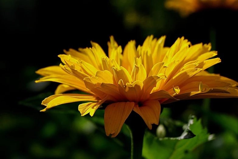 a close up of a yellow flower in a field, a picture, by Jan Rustem, pixabay, chrysanthemum eos-1d, back lit, various posed, gardening