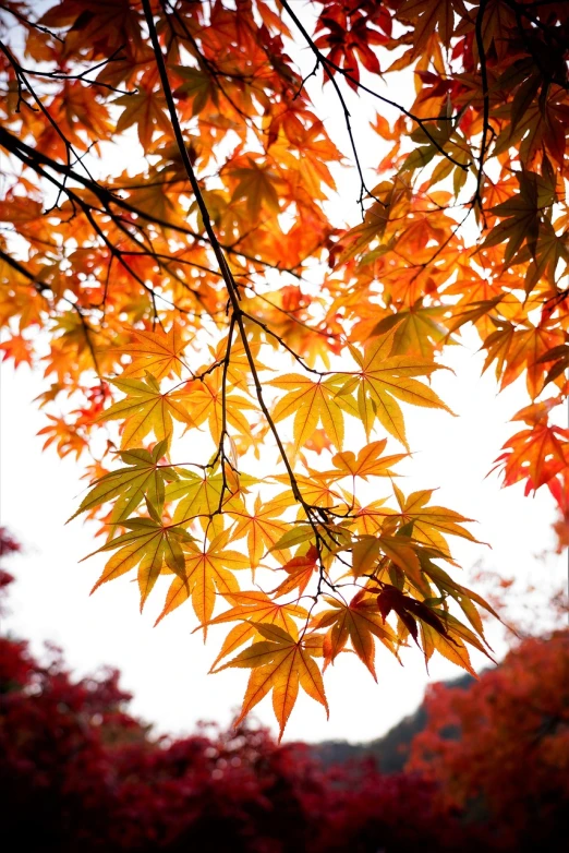 the sun shines through the leaves of a tree, a picture, by Maeda Masao, canadian maple leaves, photo pinterest, traditional japanese colors, professional design