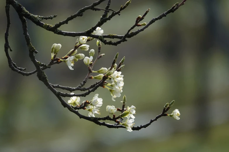 a branch of a tree with white flowers, a picture, by Emanuel de Witte, pixabay, sōsaku hanga, flowering buds, beijing, flash photo, benjamin vnuk