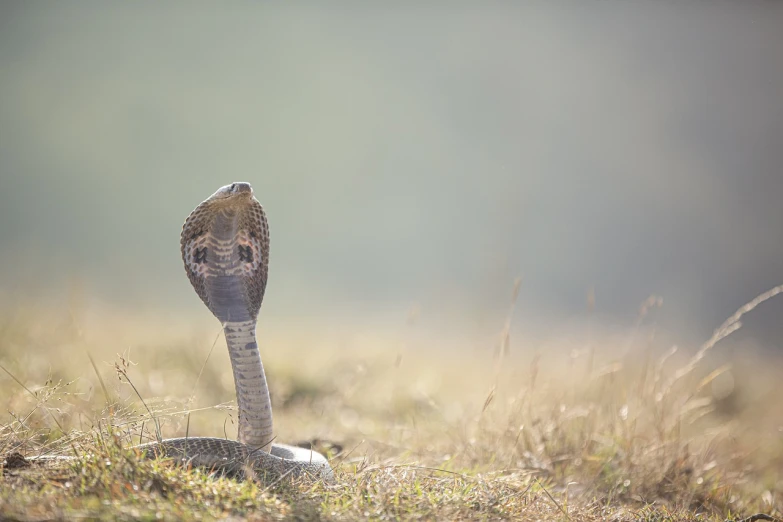 a snake that is standing in the grass, a picture, pixabay, cobra, at dawn, indigo, blank, iralki nadar