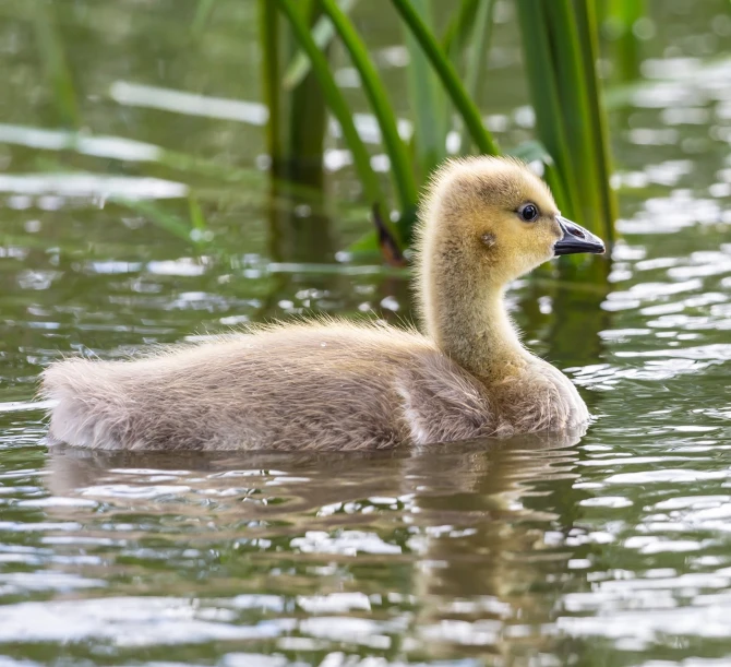 a duck that is swimming in some water, thick fluffy tail, ryan gosling fused with a goose, a blond, a handsome