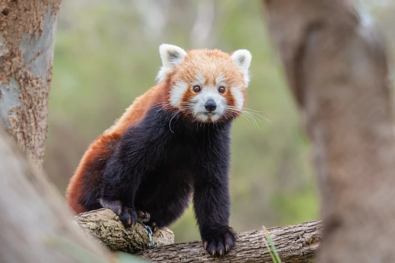 a red panda sitting on top of a tree branch, wearing a black and red suit, looking at the camera, melbourne, istock