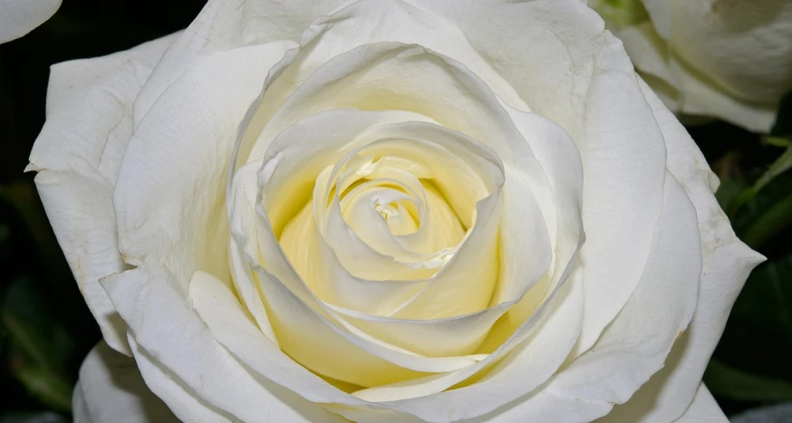 a close up of a white rose with green leaves, a portrait, by Jan Rustem, pixabay, highly detailed image, inside the flower, portrait n - 9, close - ups