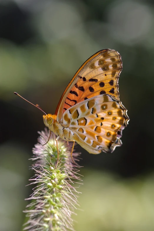 a close up of a butterfly on a flower, a macro photograph, by David Boyd, hurufiyya, speckled, brown tail, myrtle, amber