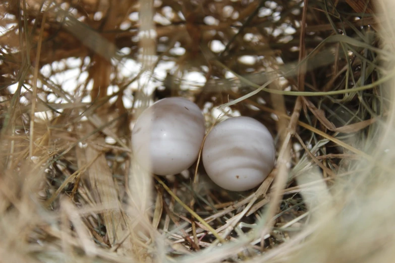 a close up of two eggs in a nest, by Anna Füssli, flickr, hurufiyya, during a hail storm, albino dwarf, straw, 2 0 1 5