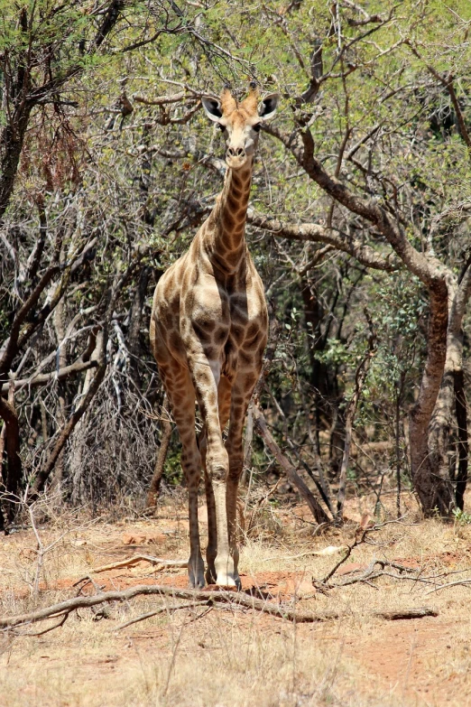 a giraffe standing in the middle of a forest, a portrait, very tall and slender, bushveld background, perpendicular to the camera, photo - shot