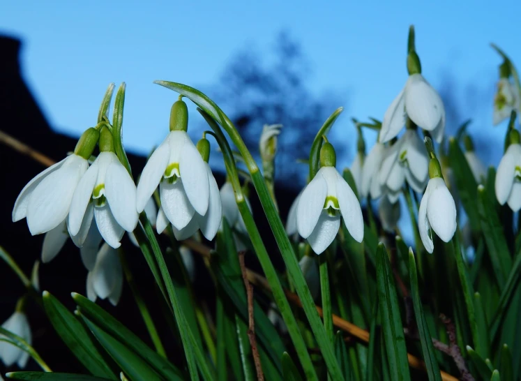 a group of snowdrops against a blue sky, a photo, by Robert Brackman, at dusk!, today's featured photograph, (flowers)