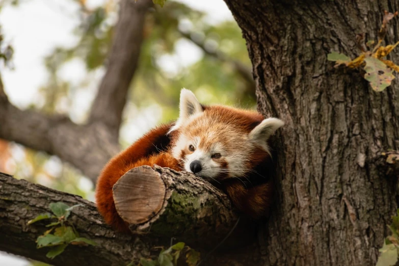 a red panda sitting on top of a tree branch, a portrait, pexels, nearly napping, 🦩🪐🐞👩🏻🦳, adam narozanski, in a tree house