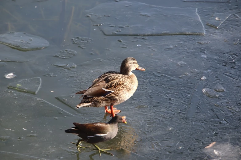 a couple of ducks standing on top of a frozen lake, a photo, by Jacob Duck, renaissance, 2 0 1 0 photo, flash photo, 4:3, at the waterside