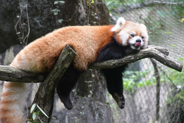 a red panda sleeping on a tree branch, internet meme, shanghai, at noon, wikipedia