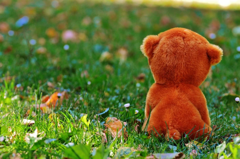 a brown teddy bear sitting in the grass, a picture, by Julia Pishtar, pixabay, from the back, 🍂 cute, colorful scene, toy photo