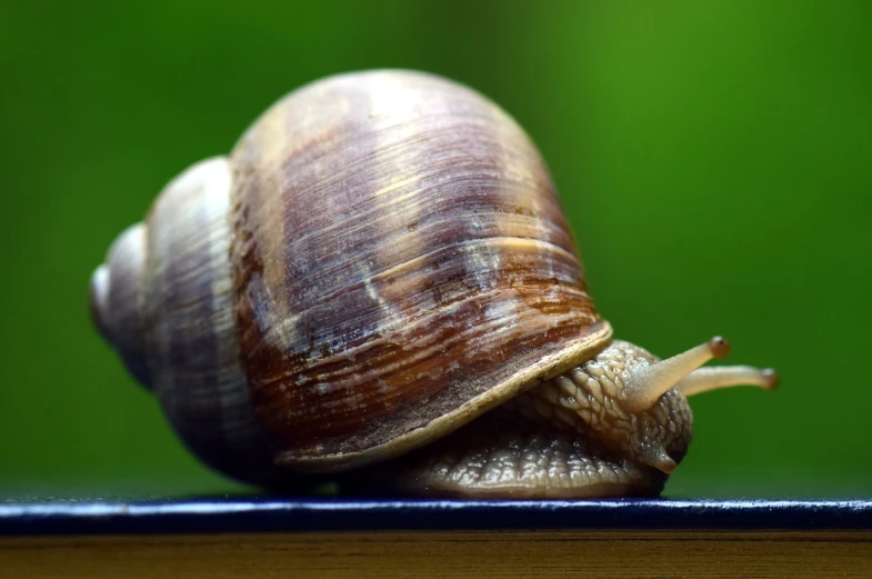 a snail sitting on top of a piece of wood, a macro photograph, by Adam Chmielowski, pixabay, renaissance, curled up on a book, pot-bellied, istock, portait photo