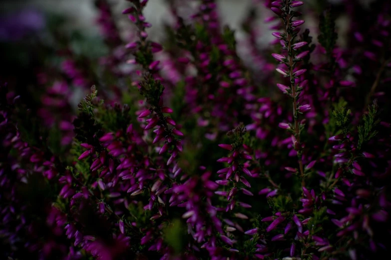 a close up of a bunch of purple flowers, a portrait, by Thomas Häfner, depth of field : - 2, 2 4 mm iso 8 0 0 color, hedges, chiaroscuro!!