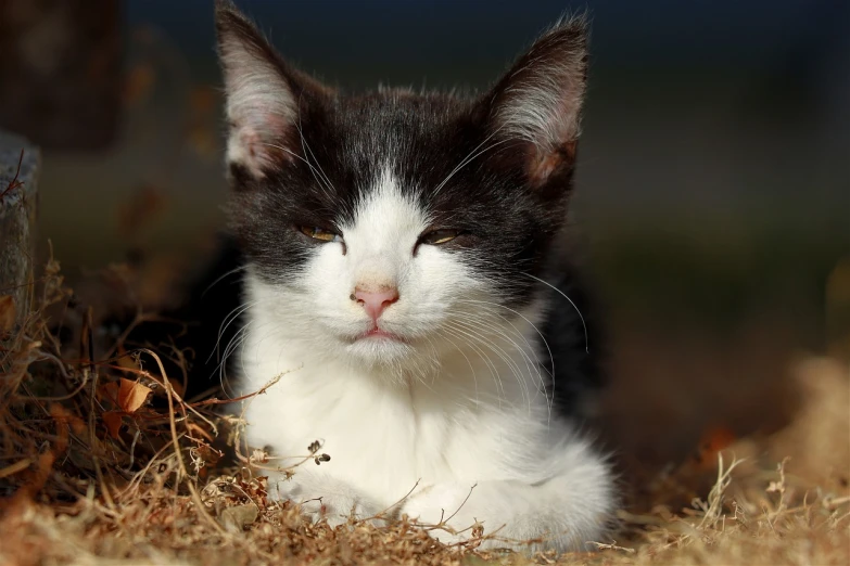 a black and white cat laying on the ground, by Dave Allsop, pixabay, kitten puppy teddy mix, full of sand and dust, with pointy ears, high res photo