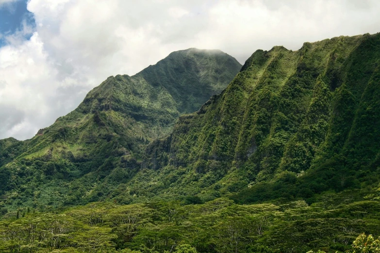 a herd of cattle standing on top of a lush green hillside, a digital rendering, by Adam Manyoki, pexels, sumatraism, kauai springtime, “ aerial view of a mountain, tropical trees, standing in front of a mountain