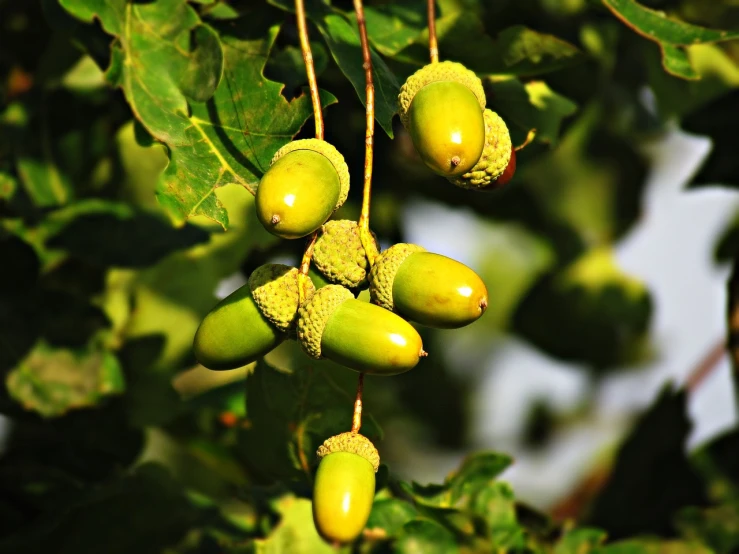 a bunch of green acorns hanging from a tree, a photo, trending on pixabay, hurufiyya, korean, oak trees, cream, [ closeup ]!!