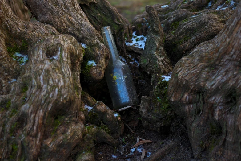 a bottle sitting on top of a tree trunk, by Edward Corbett, unsplash, conceptual art, hyper realistic poison bottle, abandoned japaense village, 2 0 1 4, overturned chalice