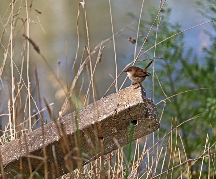 a small bird sitting on top of a wooden bench, by Hans Schwarz, flickr, renaissance, on a riverbank, some rust, denis velleneuve, rails